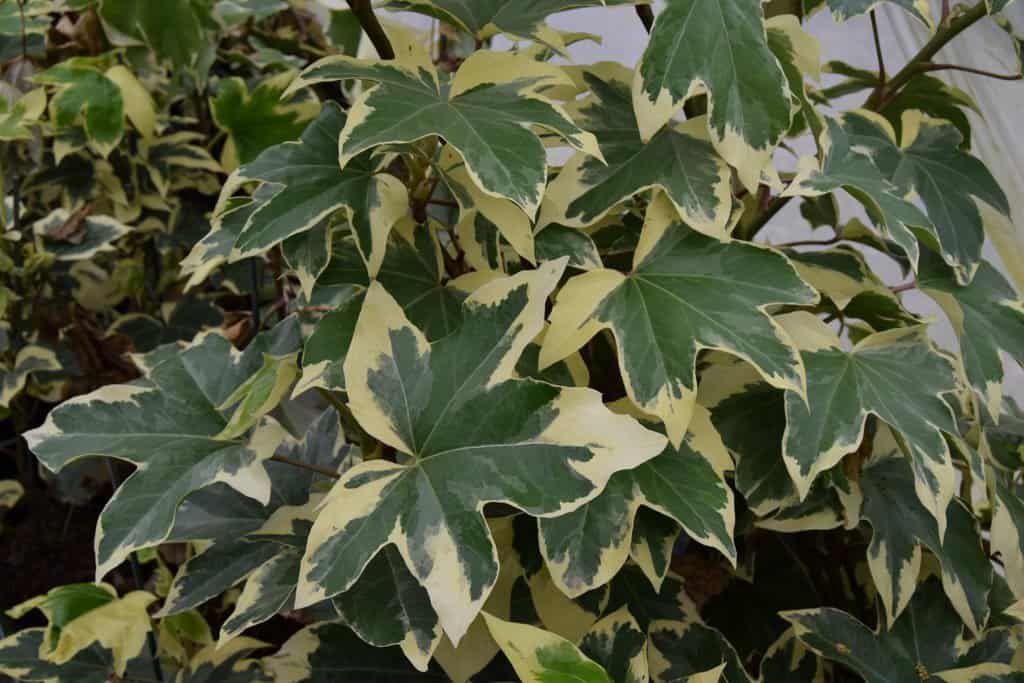 Fatshedera lizei 'Variegata' 80-100 cm